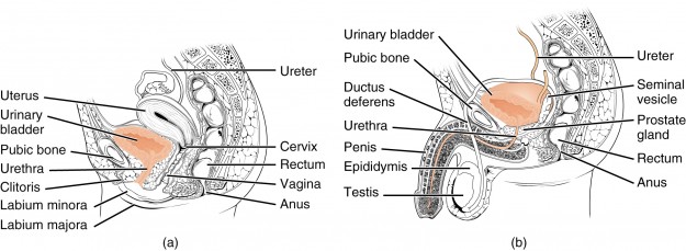 männliche und weibliche Urethra