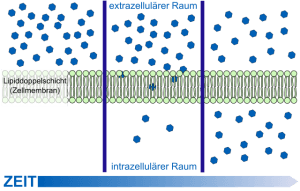 schema-diffusion-zellmembran