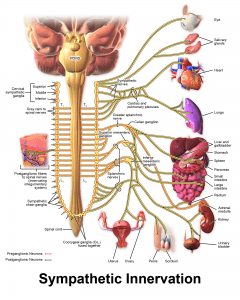 Vegetatives Nervensystem Aufbau Funktion Pathologie