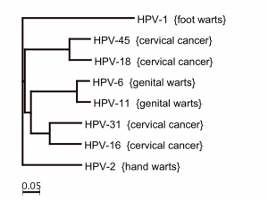 HPV-uebersicht
