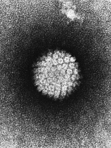 Papilloma-Virus
