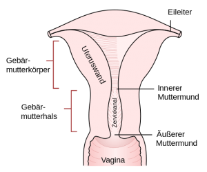 aufbau-uterus