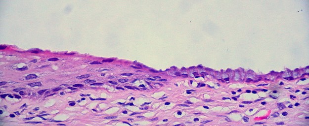 normale-zervix