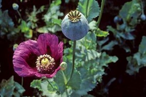 Schlafmohn