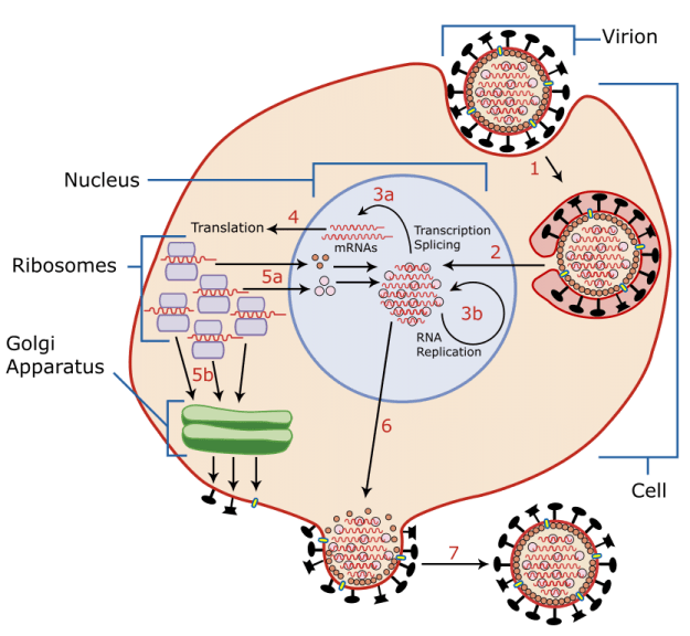 A diagram of influenza viral cell invasion and replication.