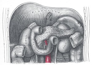 Diaphragma in der Bauchhöhle