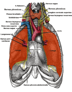 Innervation des Diaphragmas