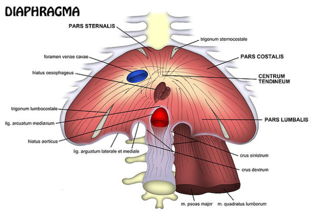 Schema des Diaphragma von vorn und von unten