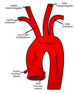 Aorta Aorta