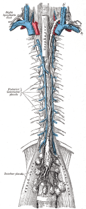Ductus thoracicus