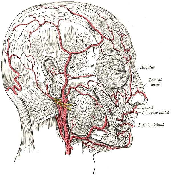 Kopfarterien