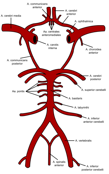 irculus arteriosus Willisii