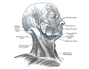 Lymphknoten am hals geschwollen rechts