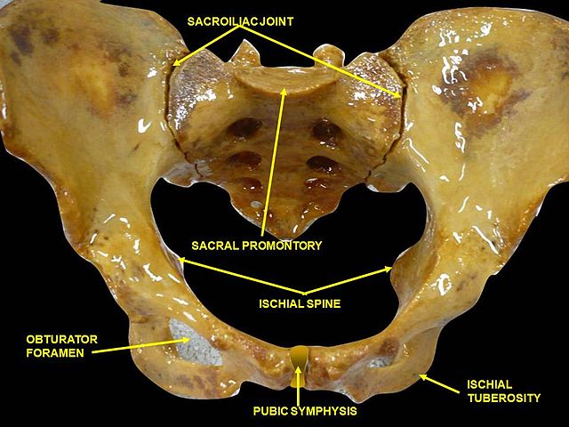 Symphysis pubica