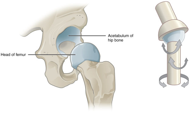 A multiaxial joint, such as the hip joint, allows for three types of movement: anterior-posterior, medial-lateral, and rotational.