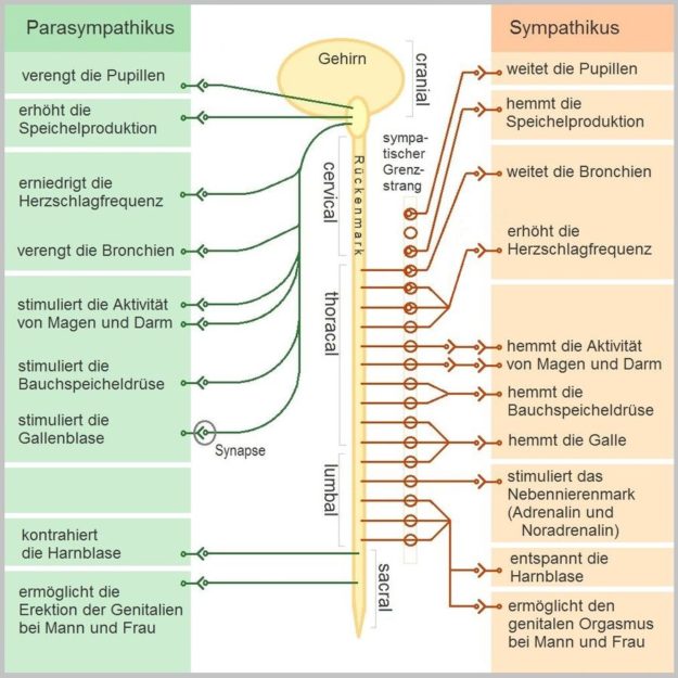 Schematische Darstellung des vegetativen Nervensystems