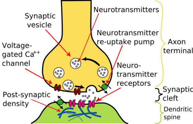 Illustration einer chemischen Synapse