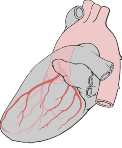 heart left lateal coronary arteries