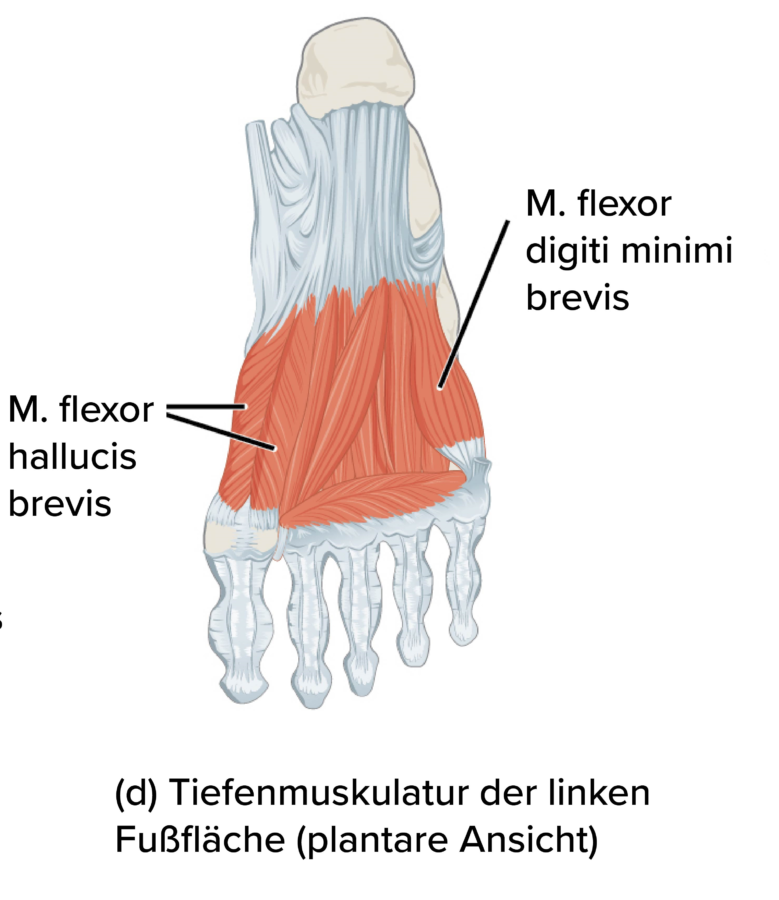 Muskulatur Fuß des Großzehenballens
