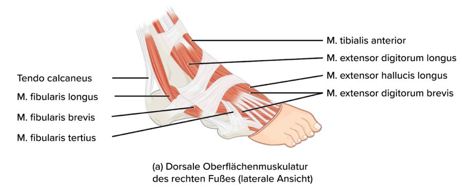 Muskulatur Fuß: dorsum pedis