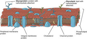 Fluid mosaic model of the cell membrane