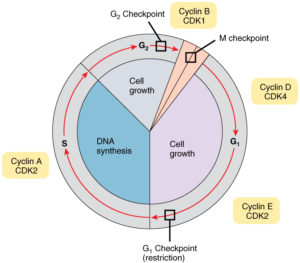 Cell-Cycle-With-Cyclins-and-Checkpoints