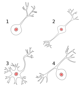 1: Unipolares Neuron 2: Bipolares Neuron 3: Multipolares Neuron 4: Pseudounipolares Neuron 1: Unipolares Neuron 2: Bipolares Neuron 3: Multipolares Neuron 4: Pseudounipolares Neuron