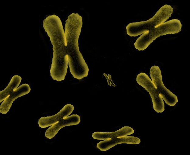 Sex Linked Genetic Disorders And Chromosome Theory Exceptions