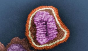 influenza virus particle color