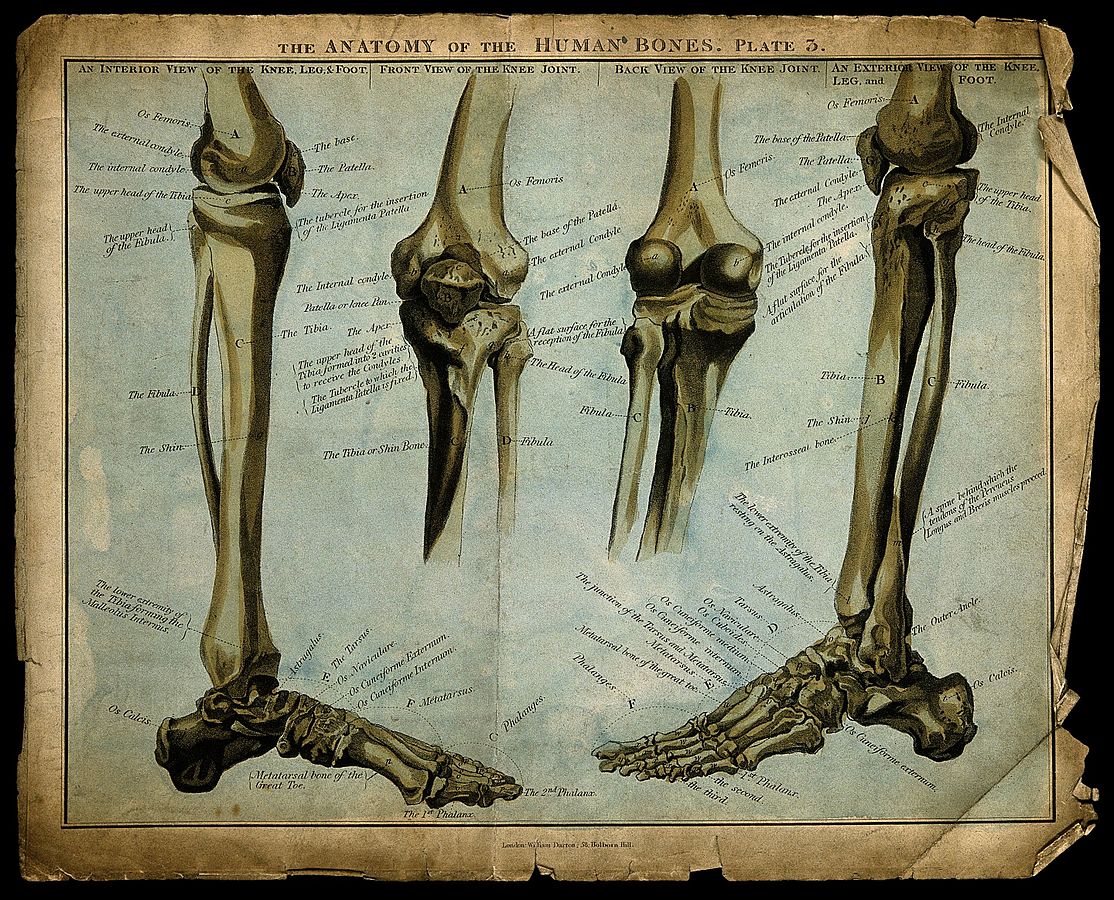 Bones Of The Lower Extremity Femur Tibia Fibula Phalanges And More