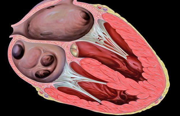 Heart transesophageal echocardiography (TEE) view