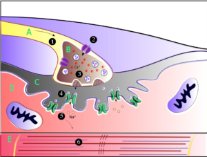 The muscle contraction process