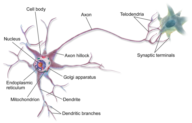 multipolar neuron