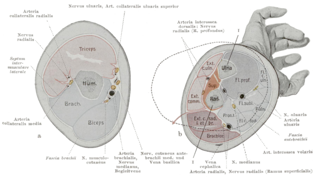 diagram showing the cross-section of the upper arm (left) and forearm (right)