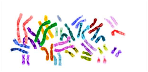 Karyotype color chromosomes white background