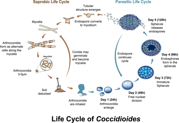 life cycle of coccidioides