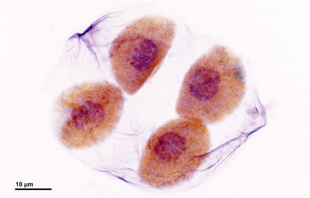 Meiosis