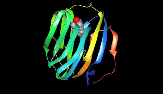sex hormone-binding globulin