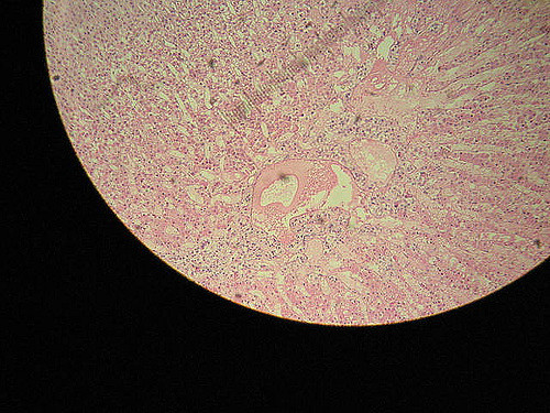 adrenal-gland-histology