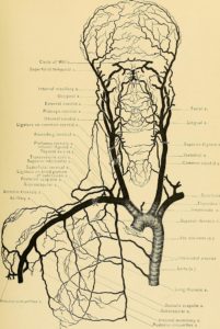 Aorta mit Ästen