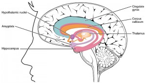 Limbic Lobe