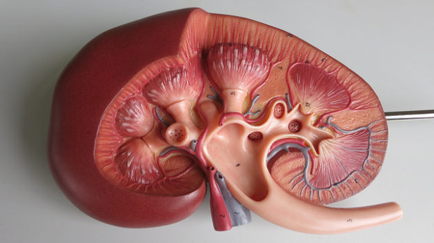 Kidney