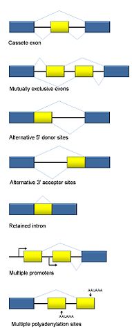 Alternative-splicing-bestiary-RNA-