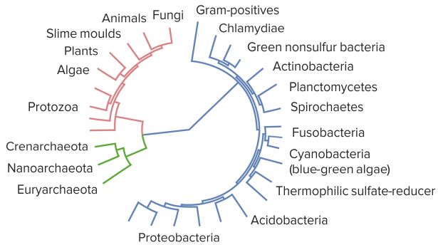 Microbes-on-the-Tree-of-Life