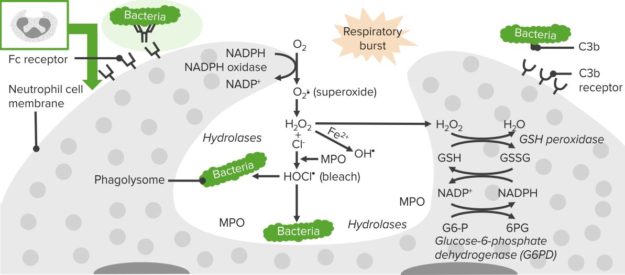Phagocytosis1