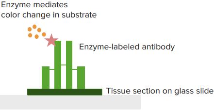Direct-Immunohistochemistry