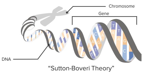 Linking-Mendel-and-Chromosomes