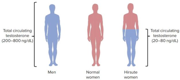 Testosteron-men-vs-women