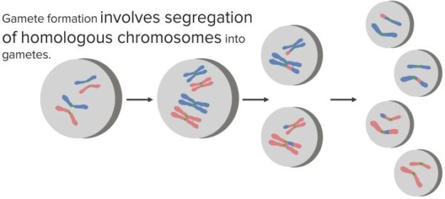 Principle-of-Segregation