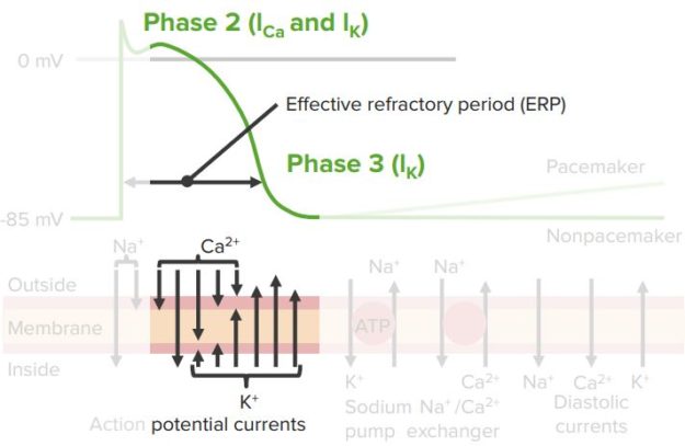 Group-3-Antiarrhythmics